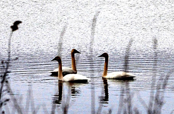 Trumpeter Swans Make Triumphant Return | Outdoors, Wildlife & Hunting ...