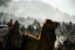 Turkish camel wrestling photo gallery