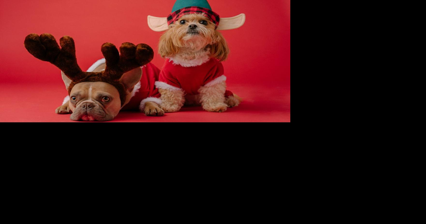 puppies dressed up for christmas Dress Pets Up For The Holidays & Stop Them From Eating The Tree