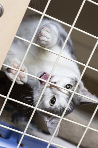 Southern Illinois animal shelters are filling up with unwanted dogs, cats