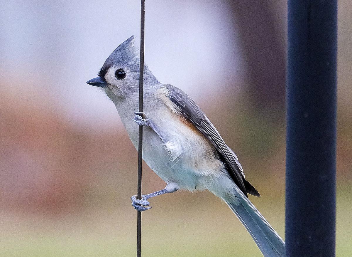 121316-nws-titmouse-1.jpg