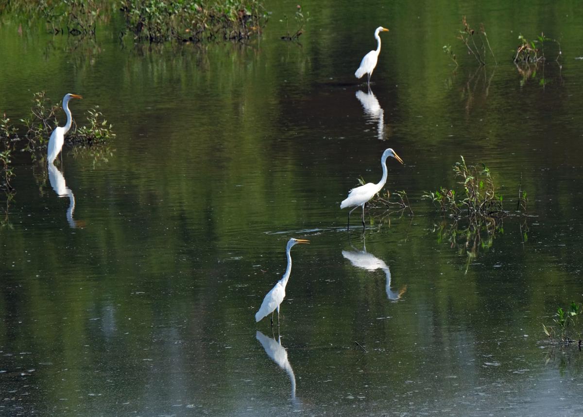 072216-nws-egrets-1.jpg