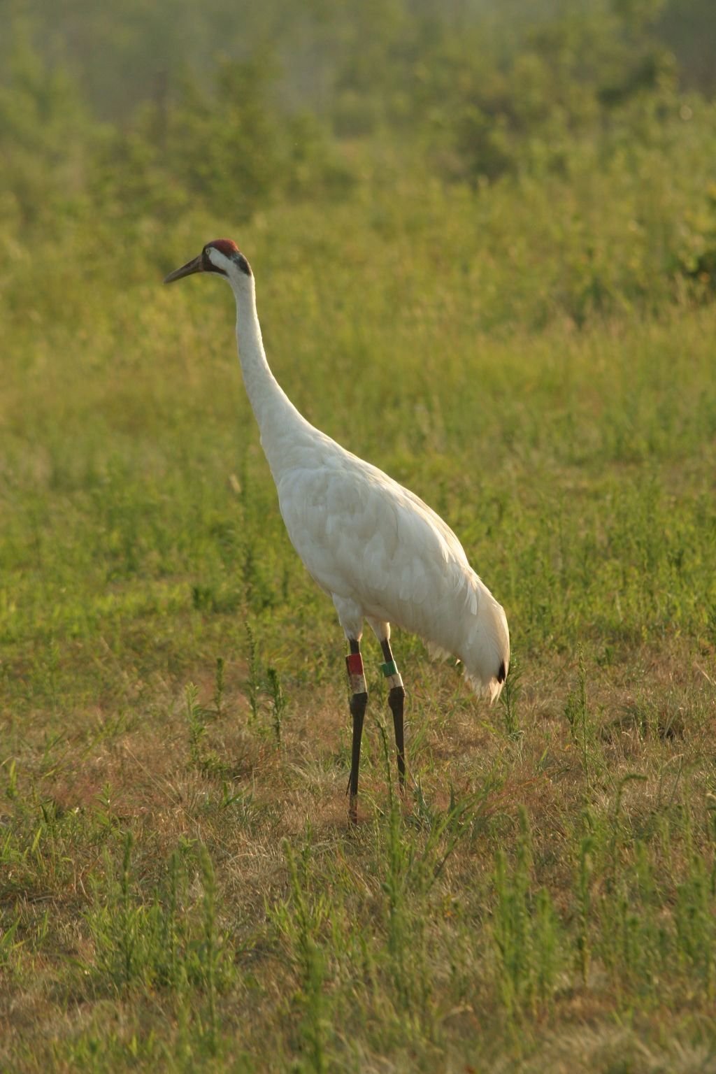 Whooping cranes take Saline County migration hiatus Outdoors