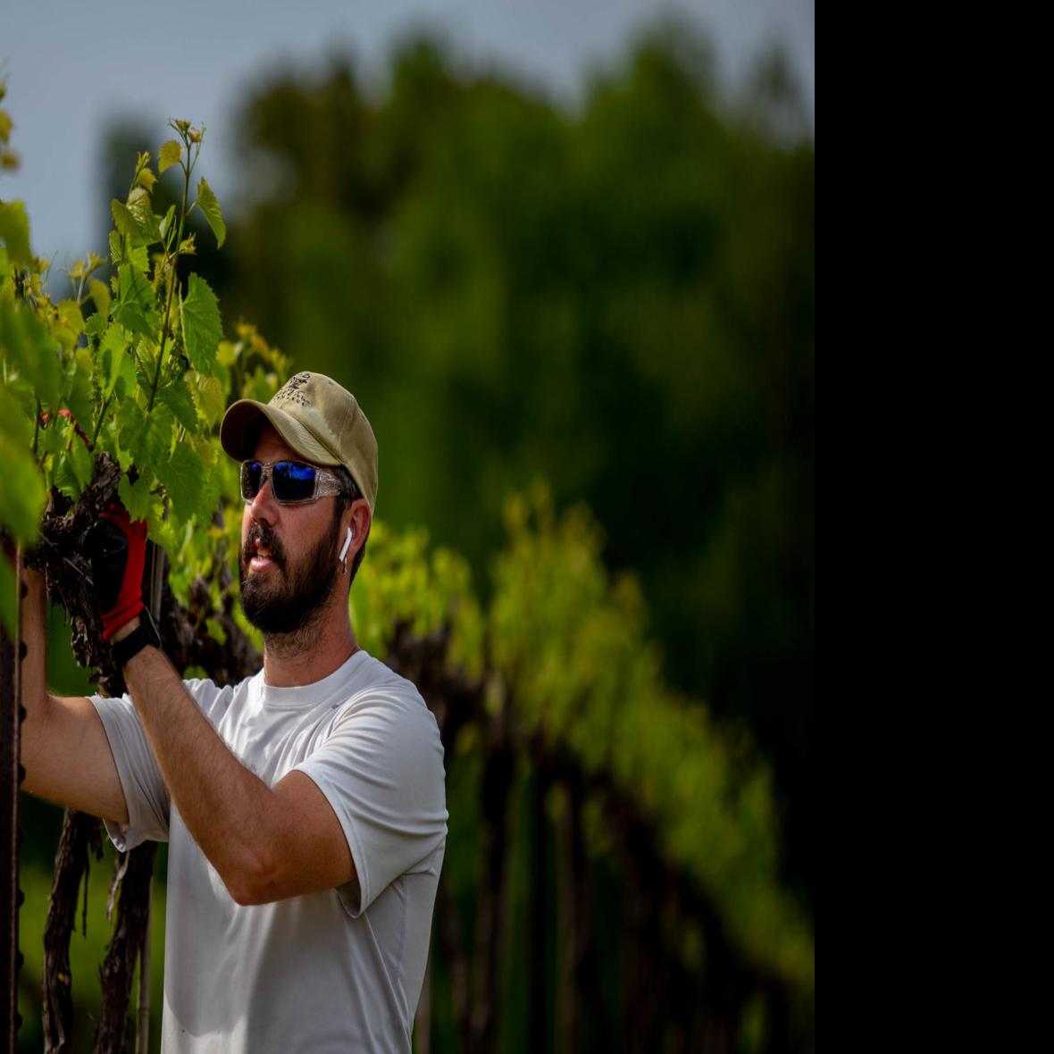 Southern Illinois Orlandini Winery Vineyard For Sale Trophy Properties And Auction