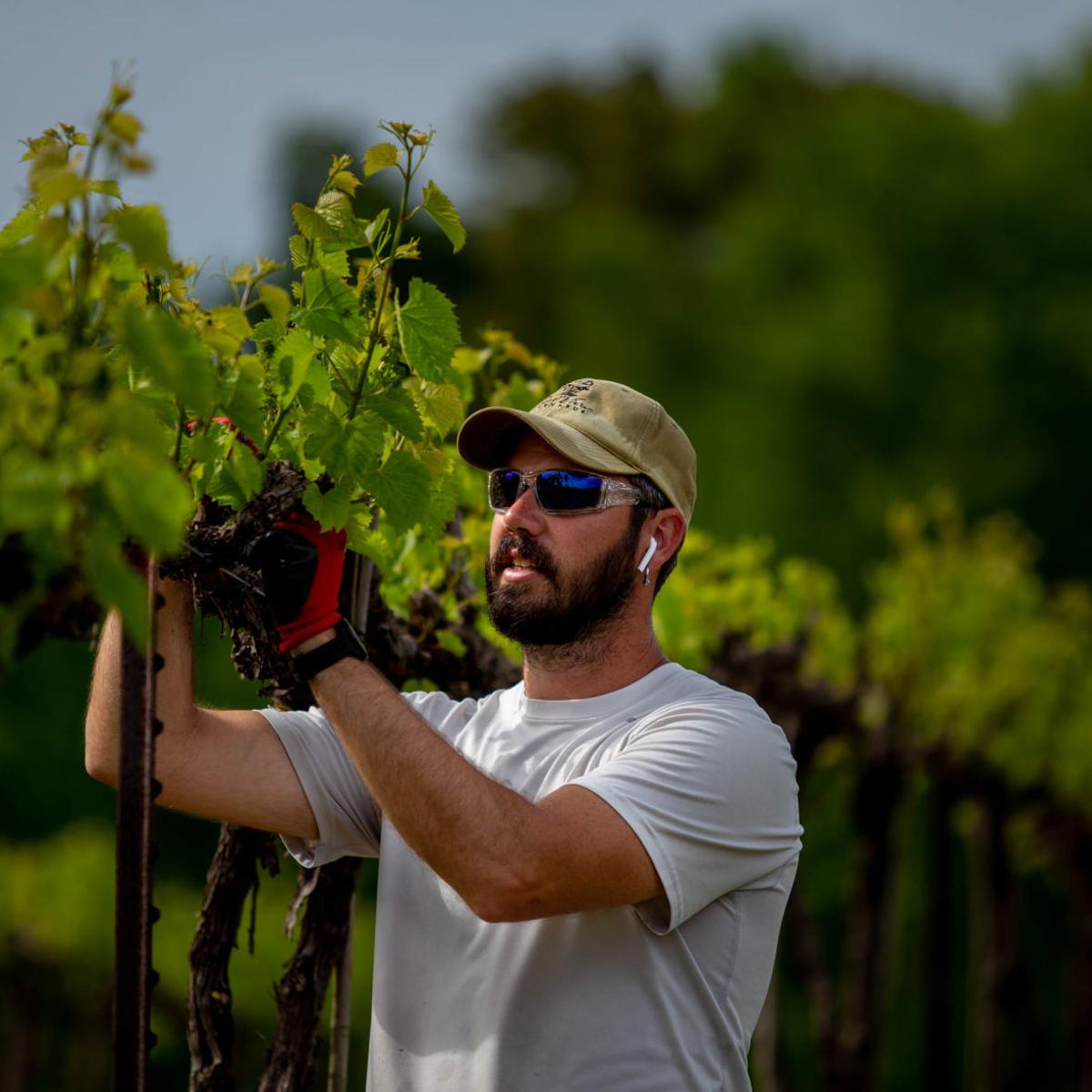 Southern Illinois Orlandini Winery Vineyard For Sale Trophy Properties And Auction