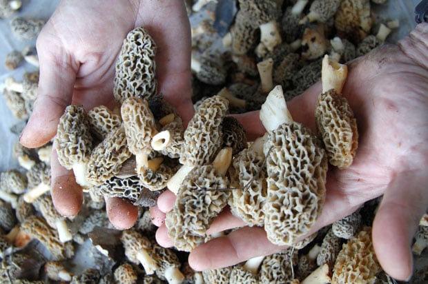 Morels Are Popping Up In Southern Illinois Here S What You Need
