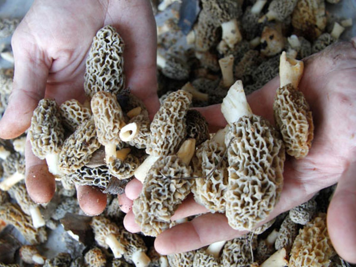 Morels Are Popping Up In Southern Illinois Here S What You Need To Know Before You Go Mushroom Hunting Local News Thesouthern Com Morel Progression Map 2022