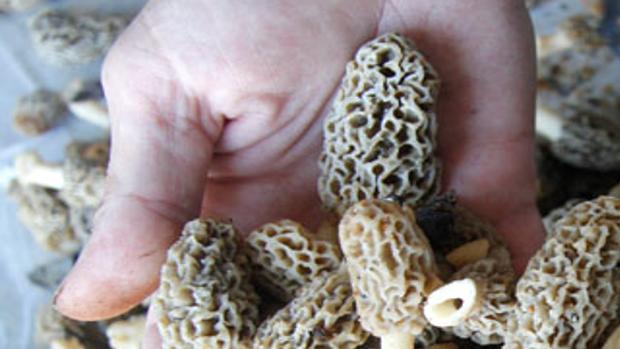 Ohio Morels 2022 Map