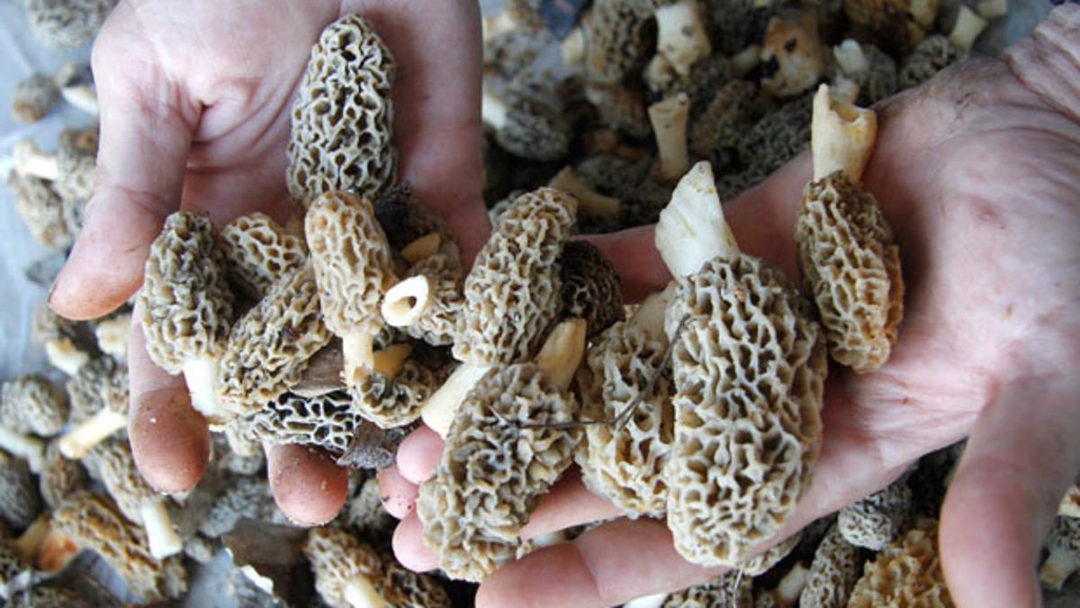 Morels Are Popping Up In Southern Illinois Here S What You Need To Know Before You Go Mushroom Hunting Local News Thesouthern Com Ohio Morels 2022 Map