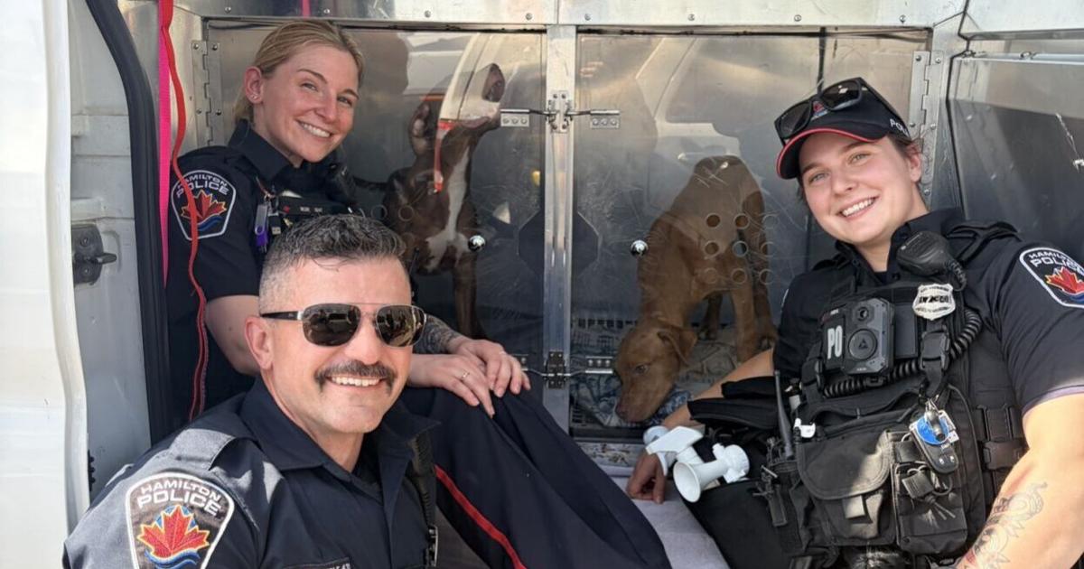 Hamilton police rescue puppies on the Red Hill