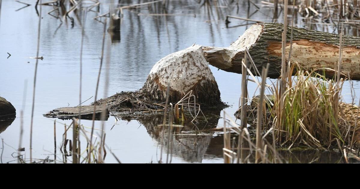 Battle of the beaver Hamilton backs off plan to kill beavers causing a dam mess in Ancaster