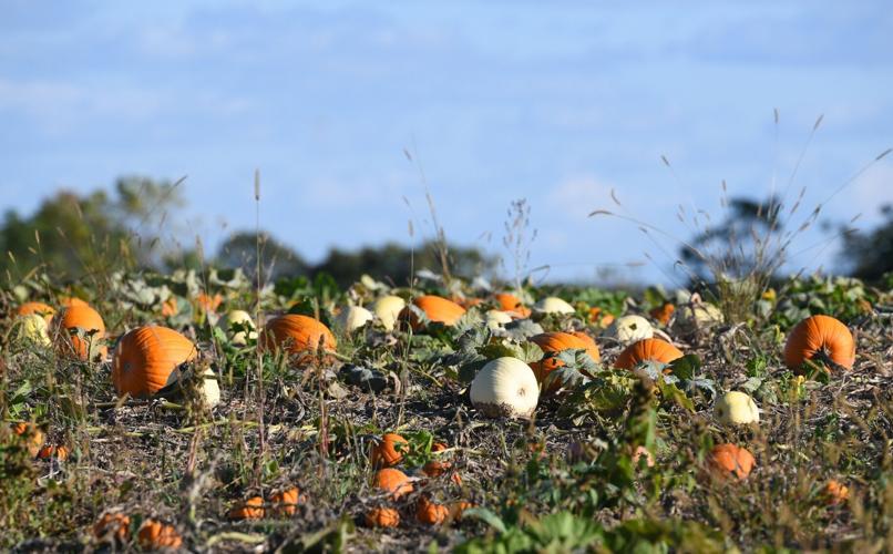 Weekend events in Hamilton and area