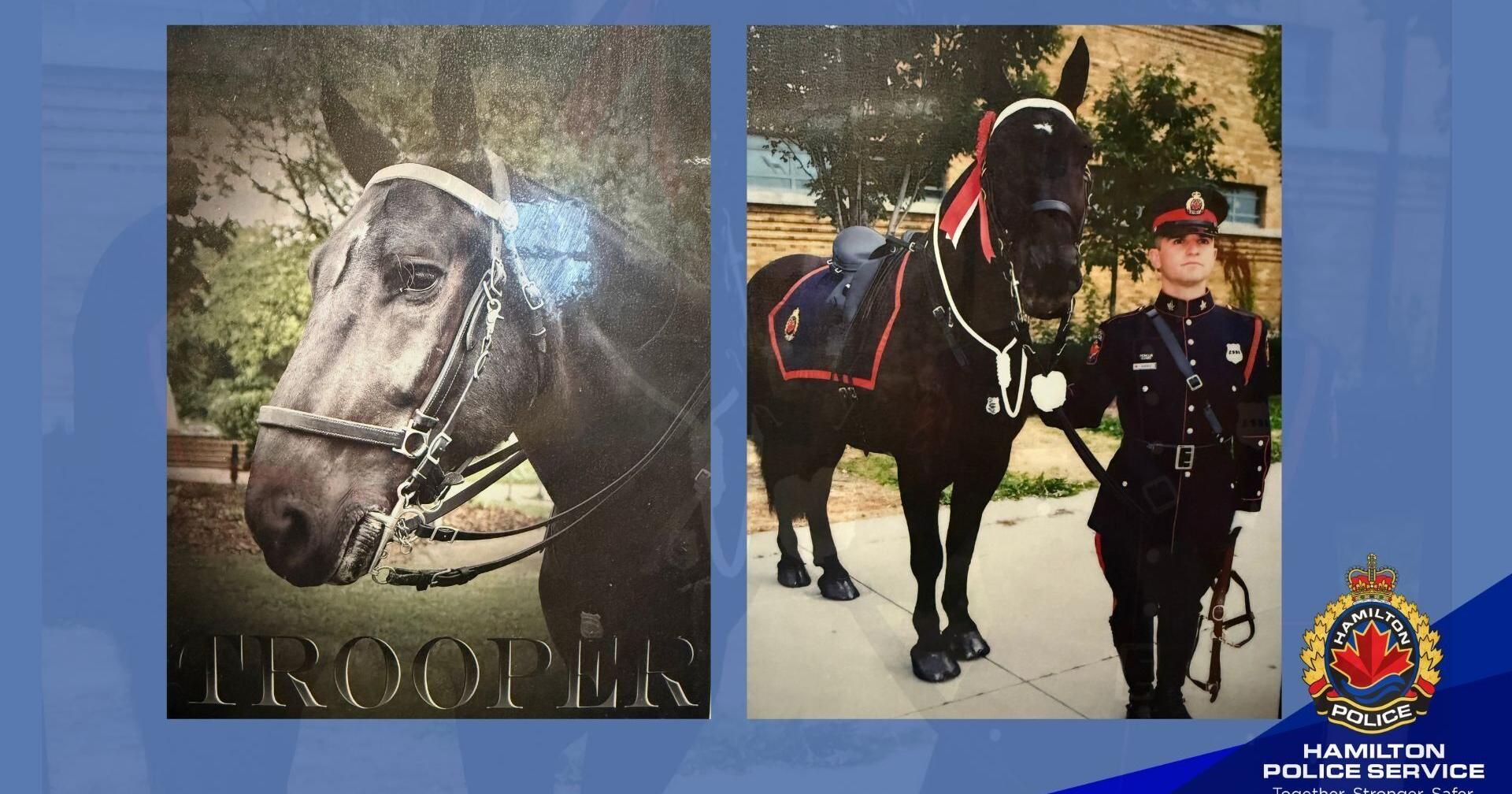Hamilton mounted police horse , Trooper , has died