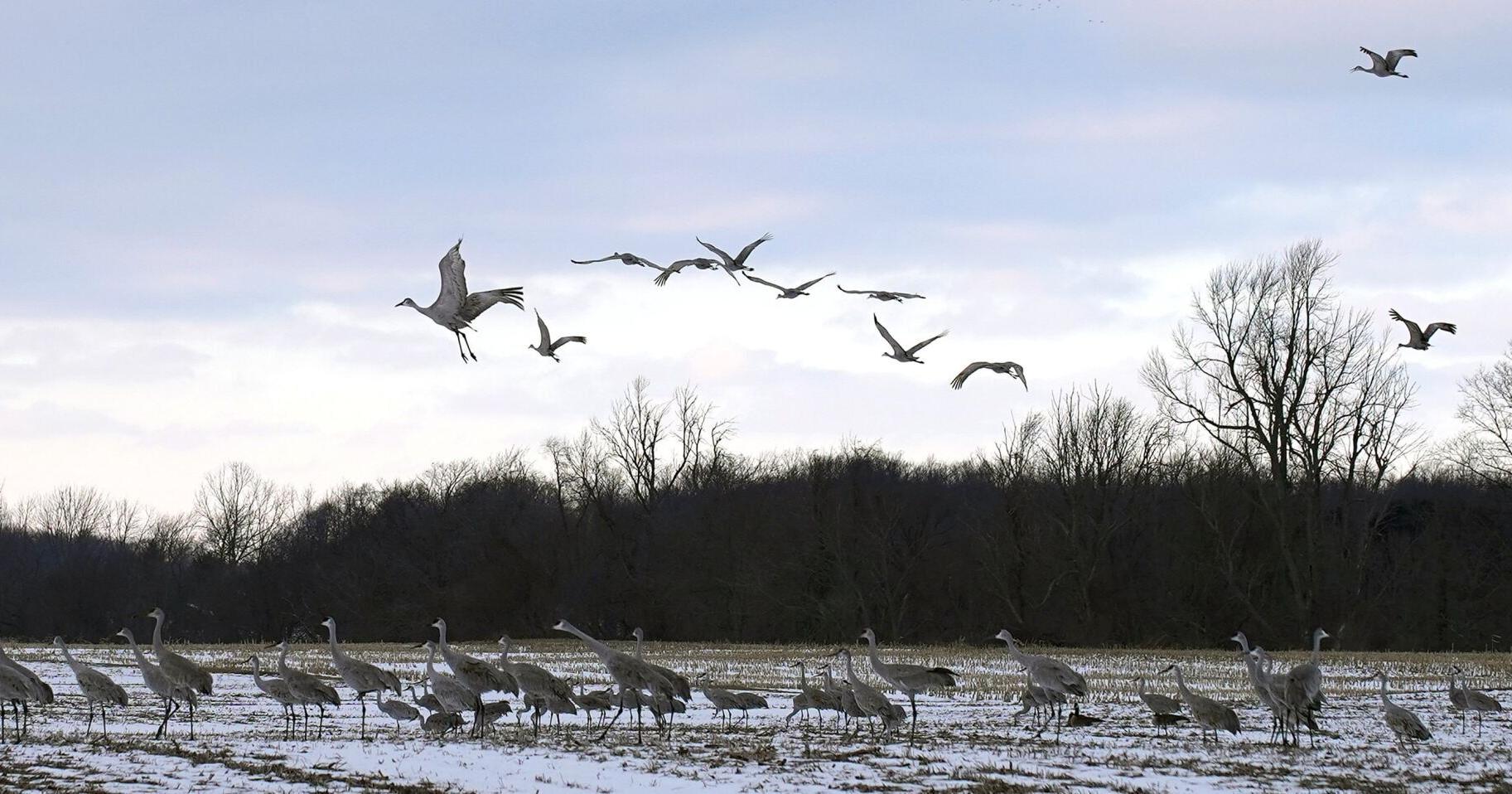 Part 1 of 3: Hamilton is inherently biodiversity-rich - Vimarsana News