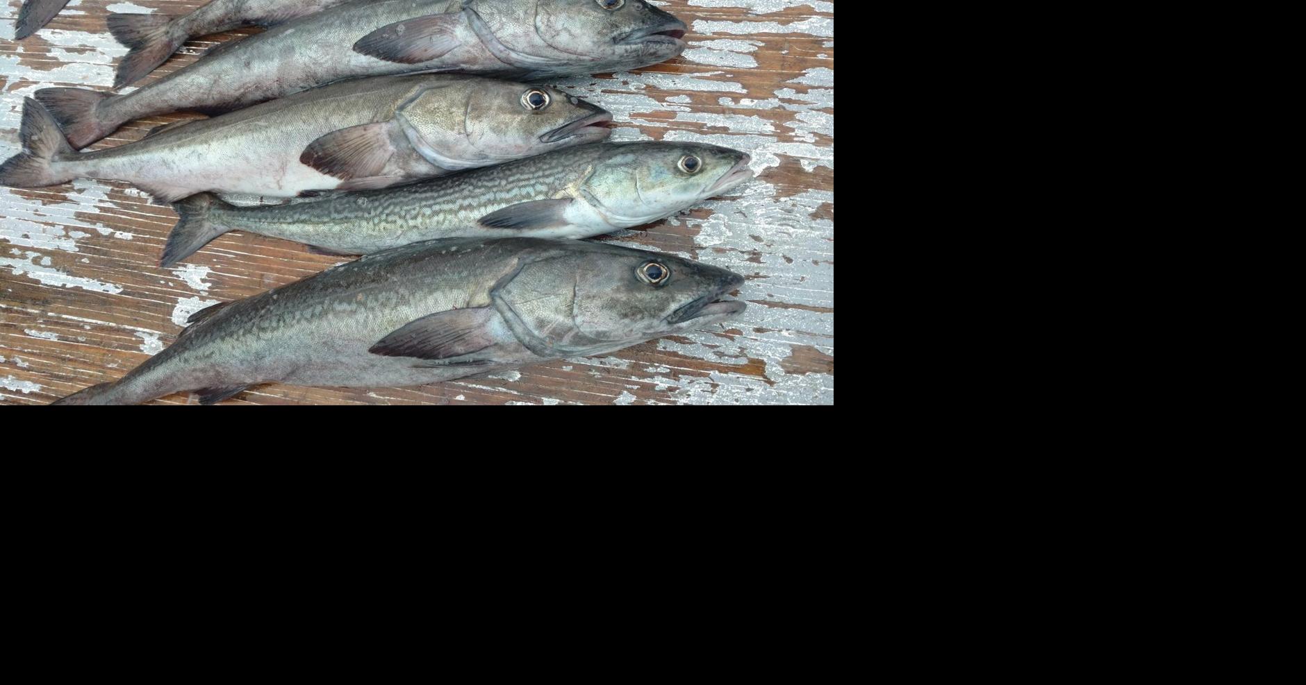 Indigenous-owned sablefish farm proposed for Kyuquot Sound