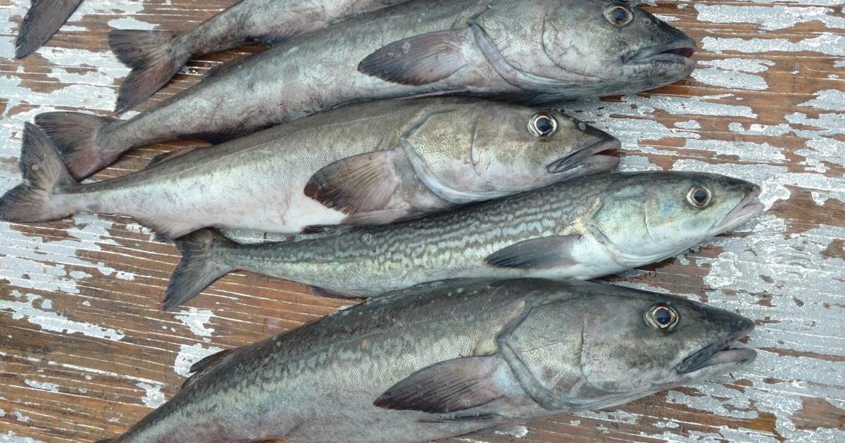 Sahula Fish Indigenous-owned sablefish farm proposed for Kyuquot Sound