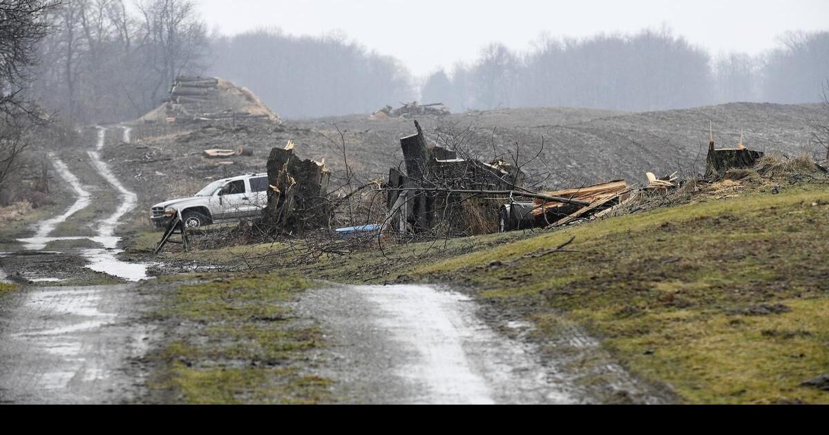 Tree removal didn’t break bylaw, Hamilton developer says