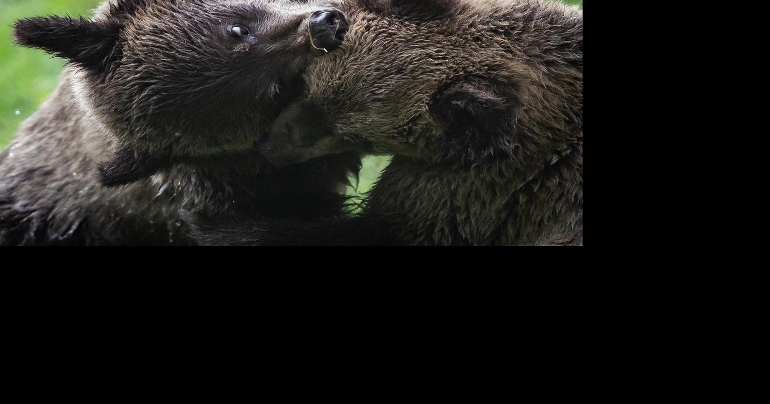 B.C. bears emerge from their dens, sparking excitement and heightened ...