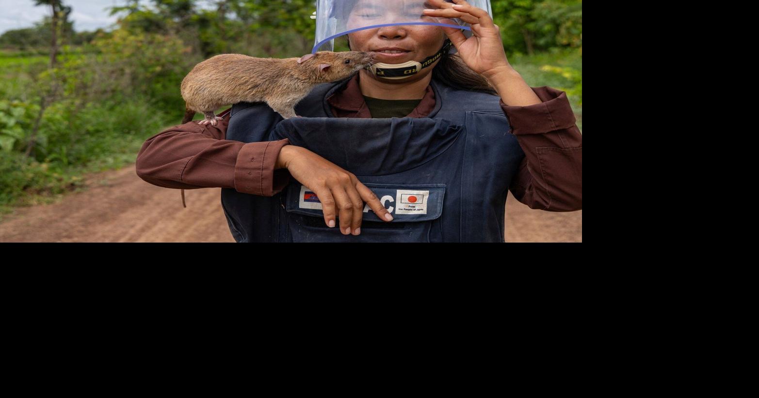 Photos of the giant rats leading land mine detection efforts in Cambodia