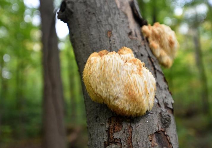 Urban foraging is growing in popularity, but beware, poisonous