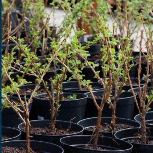 City giving away free trees to Hamilton residents - Vimarsana News