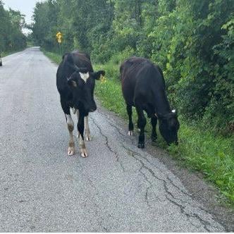 Hamilton police help escapee cows return to pasture