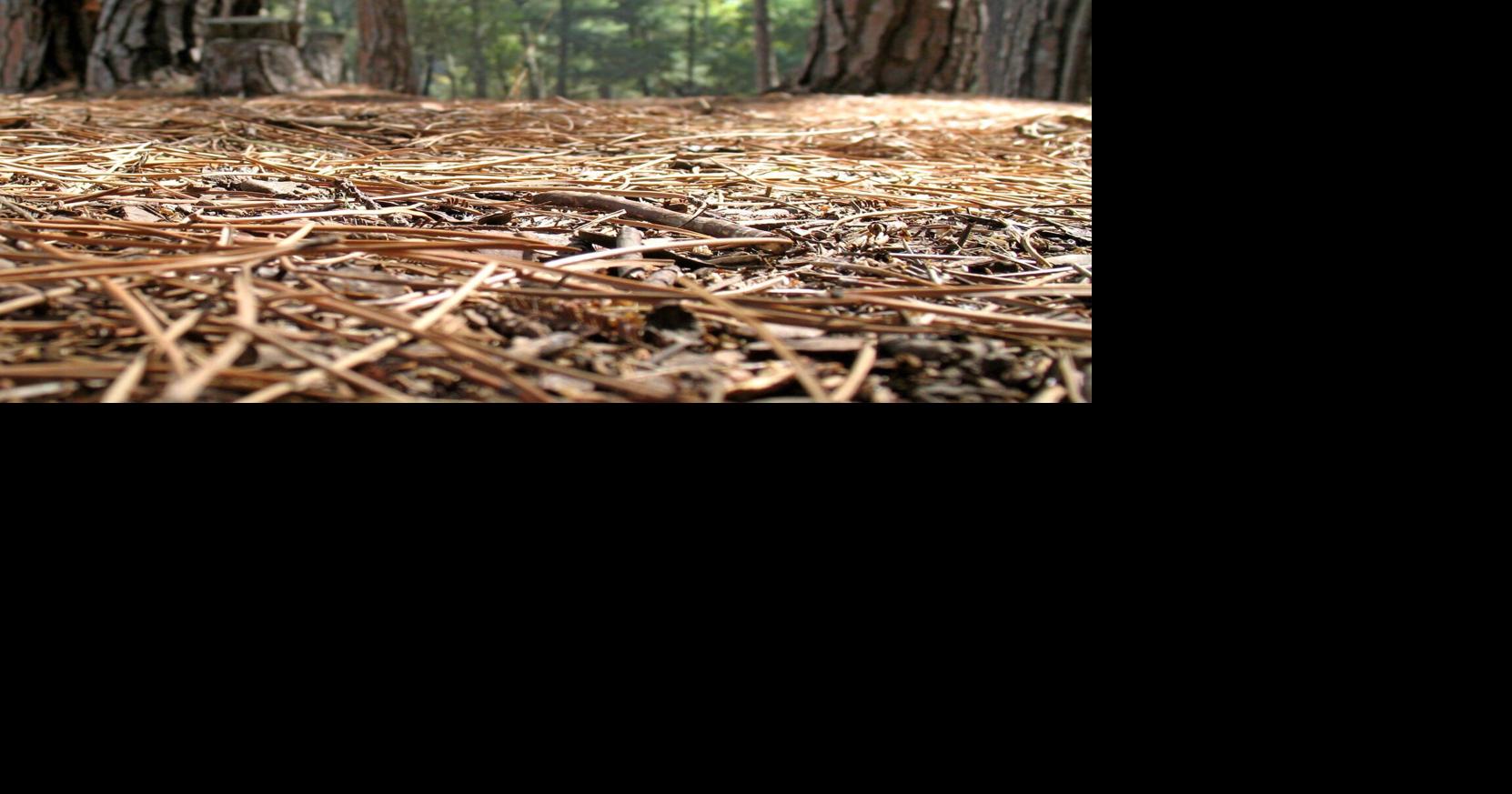 Leaf-blowing in a forest. I’m officially speechless