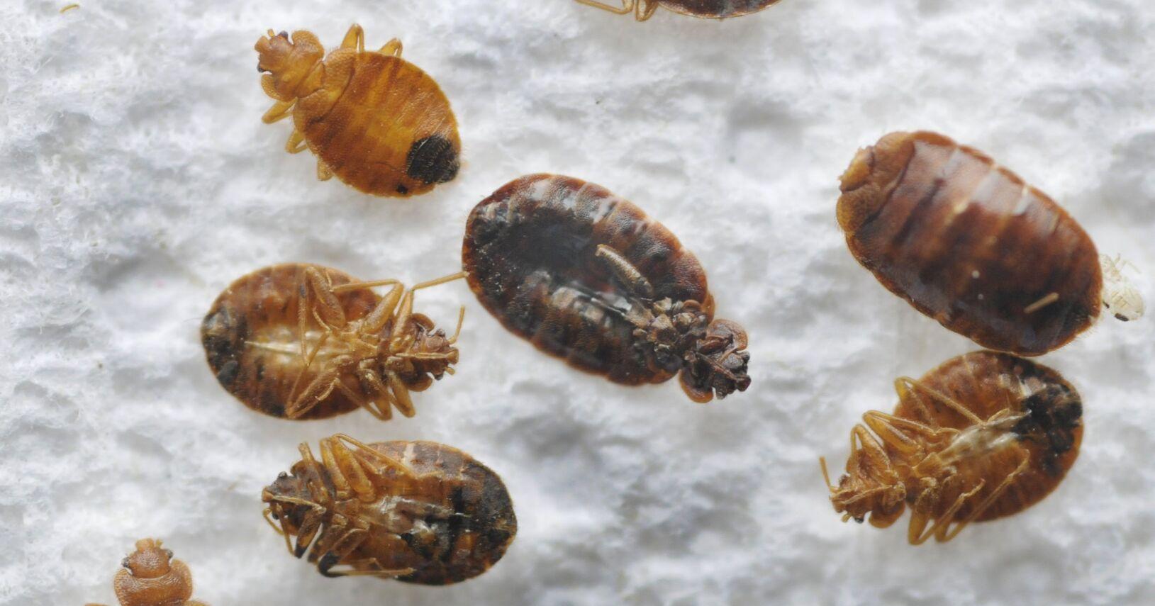 Bed bugs are all over Hamilton - but where remains a mystery - Vimarsana News