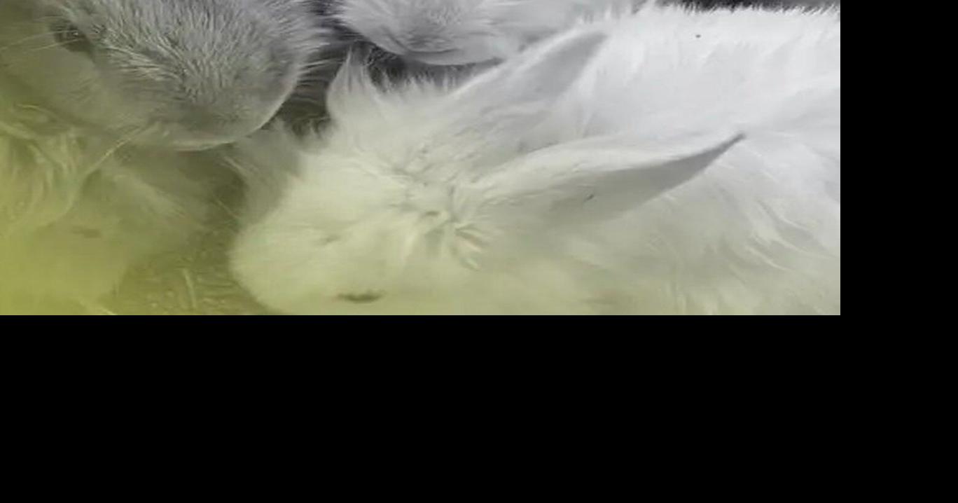 Selkirk getting its rabbit issue under control