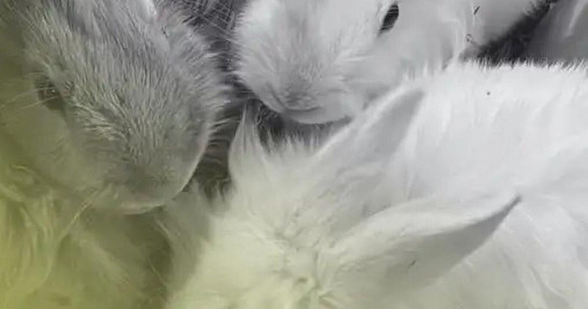 Spokane Rabbits Selkirk getting its rabbit issue under control