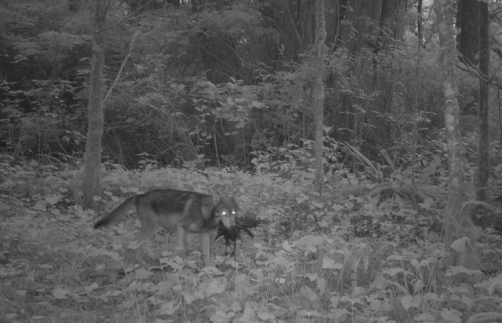 Dog lured and killed by wolves in popular Ucluelet walking area