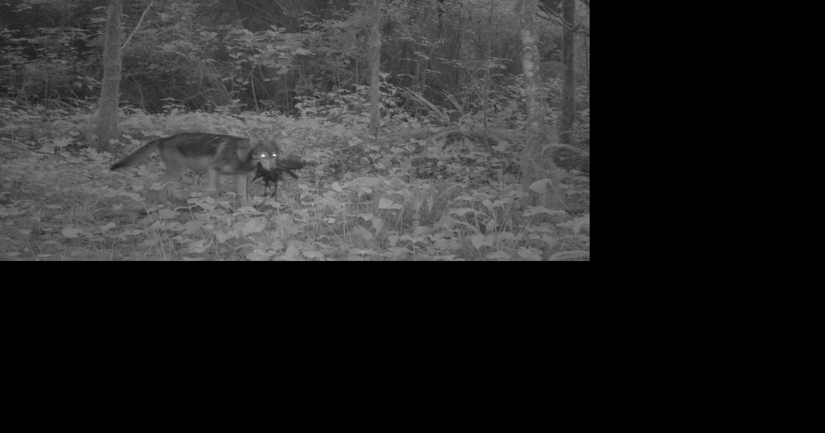 Dog lured and killed by wolves in popular Ucluelet walking area