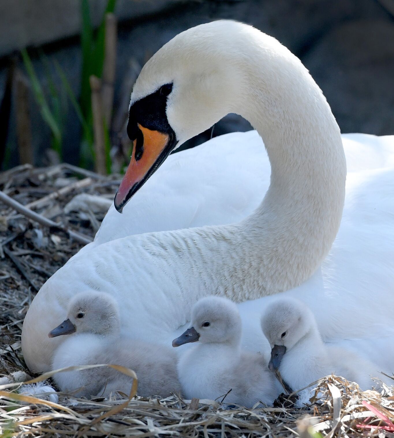 WILD SWANS BRANCH カラビナM WILD SWANS BRANCH カラビナM WILD SWANS BRANCH カラビナM WILD SWANS