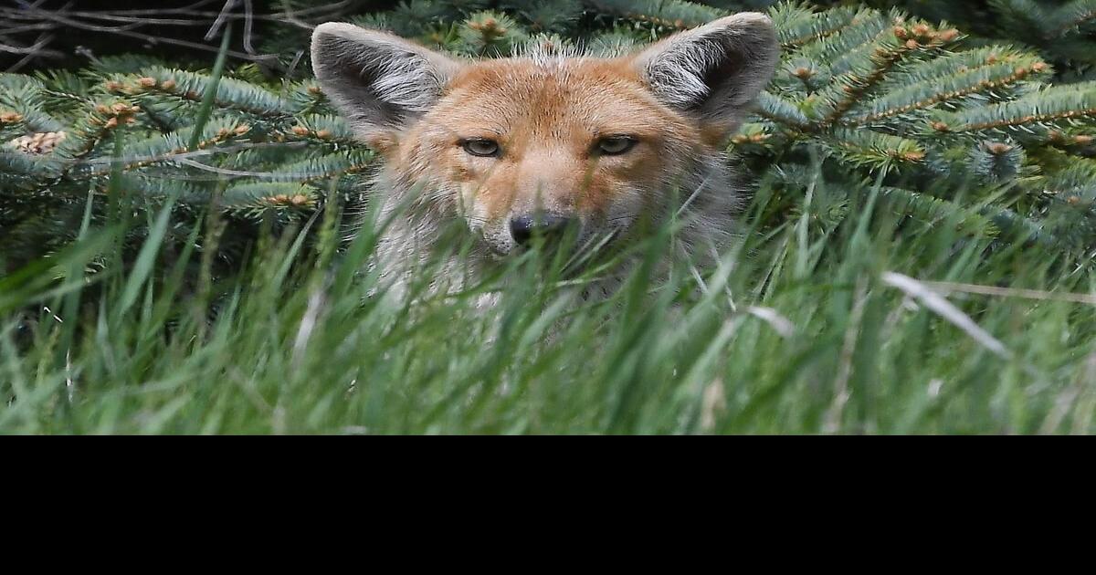 Let coyotes denning at Eramosa Karst ‘feel safe in their home’ HCA