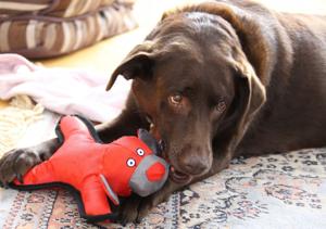 Pedigree canned dog food recalled in the U.S. Here's why Canadian pet owners don't need to worry