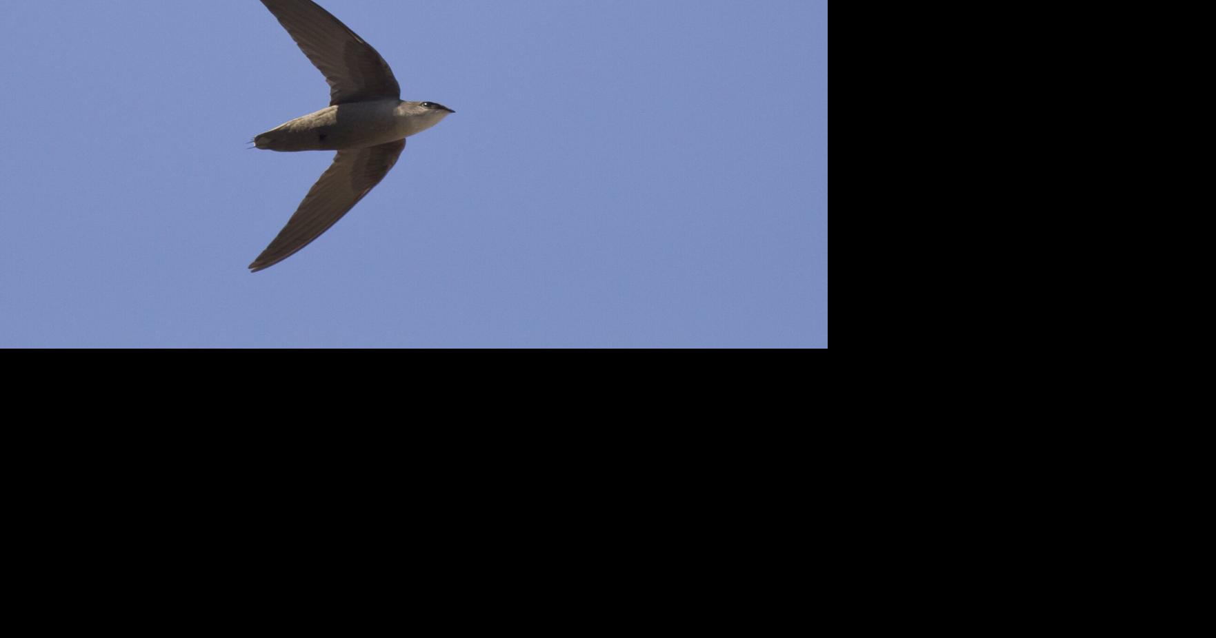 Volunteer group unsure chimney swifts are using new home