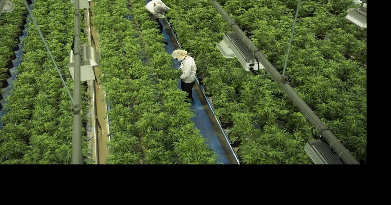 Canopy Growth sees $42M net loss in Q1 as cost reduction efforts continue