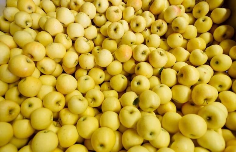 Sweet harvest Simcoe apple orchard offers shoppers a taste of