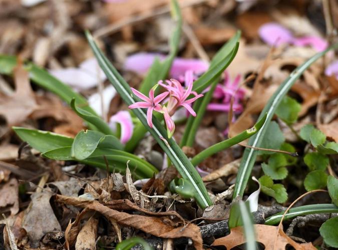 When is a garden more than a garden? When it is a habitat