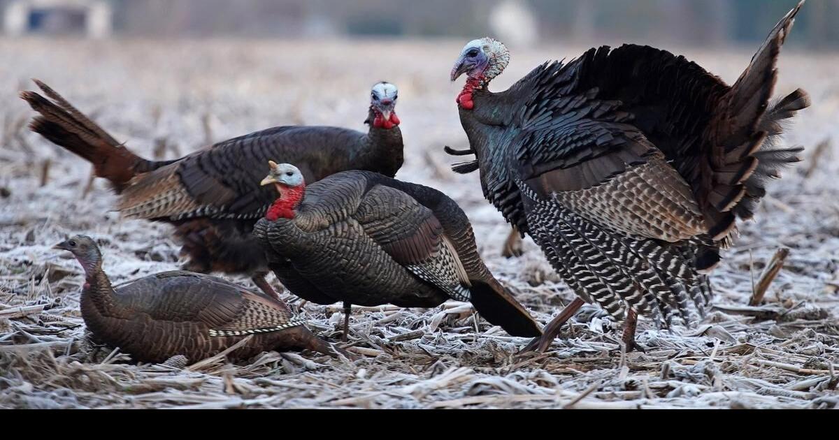 Wild turkeys one of the great conservation success stories