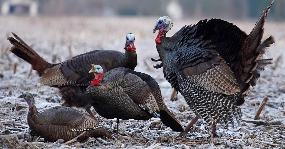 Wild turkeys one of the great conservation success stories Wild turkeys one of the great conservation success stories