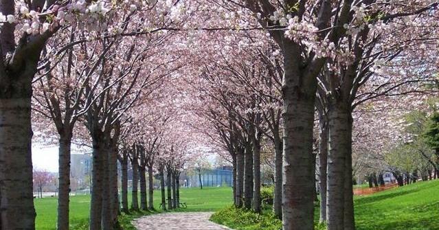 Burlington removing Spencer Smith Park invasive trees this fall