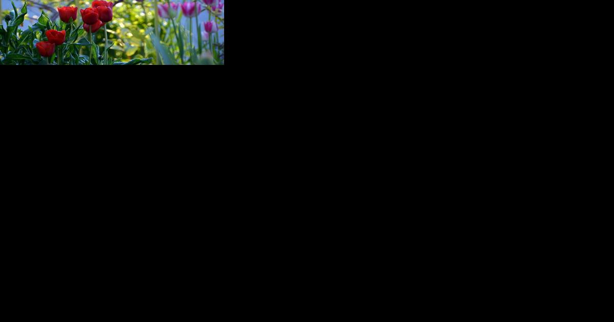 You'll have healthier spring trees if you water well now - Vimarsana News