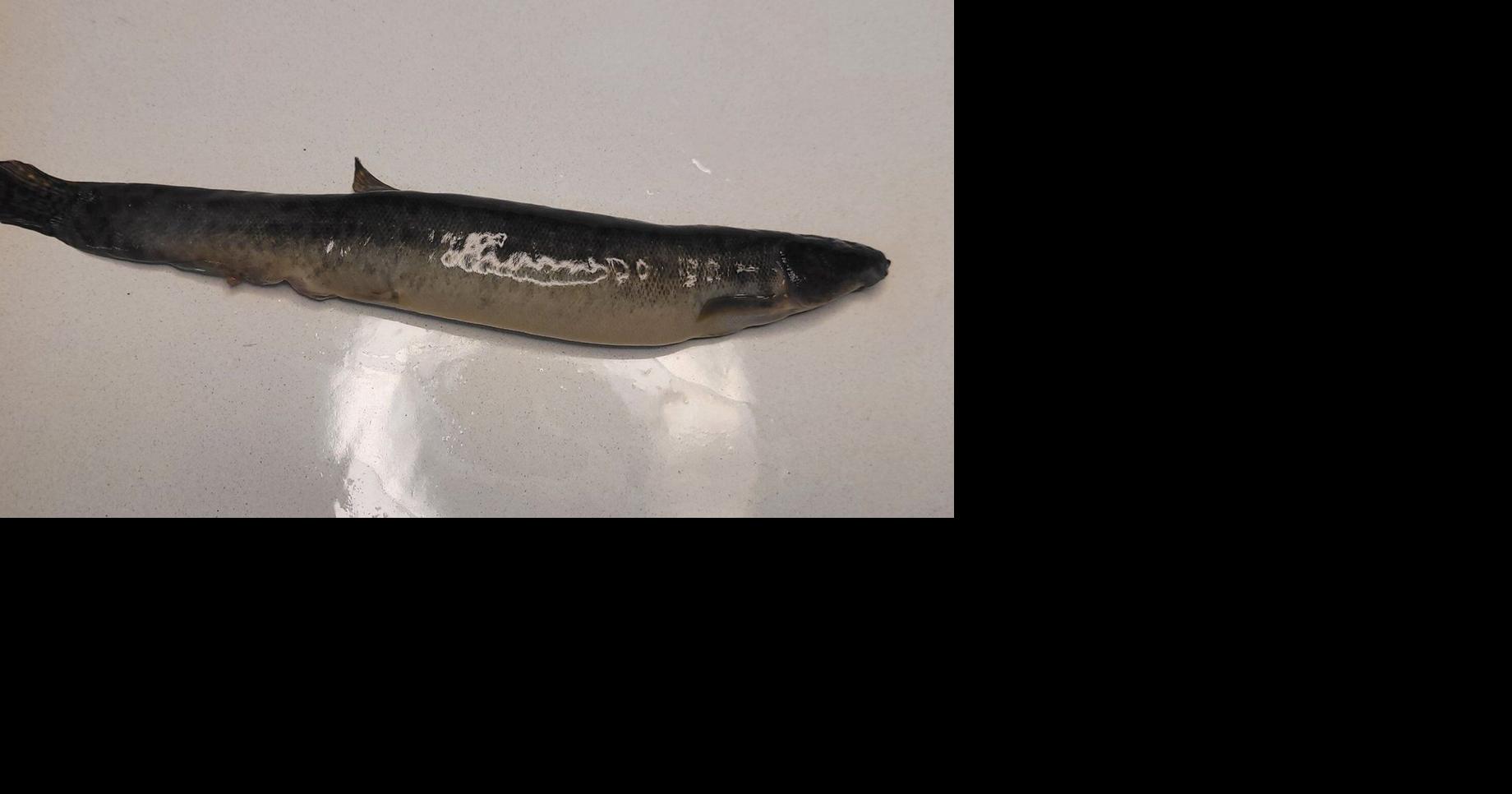 Invasive fish captured in N.S. is first of such species found in ...