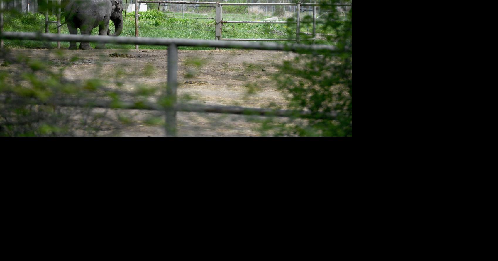 African Lion Safari under scrutiny again as Ottawa stalls bill banning elephant captivity