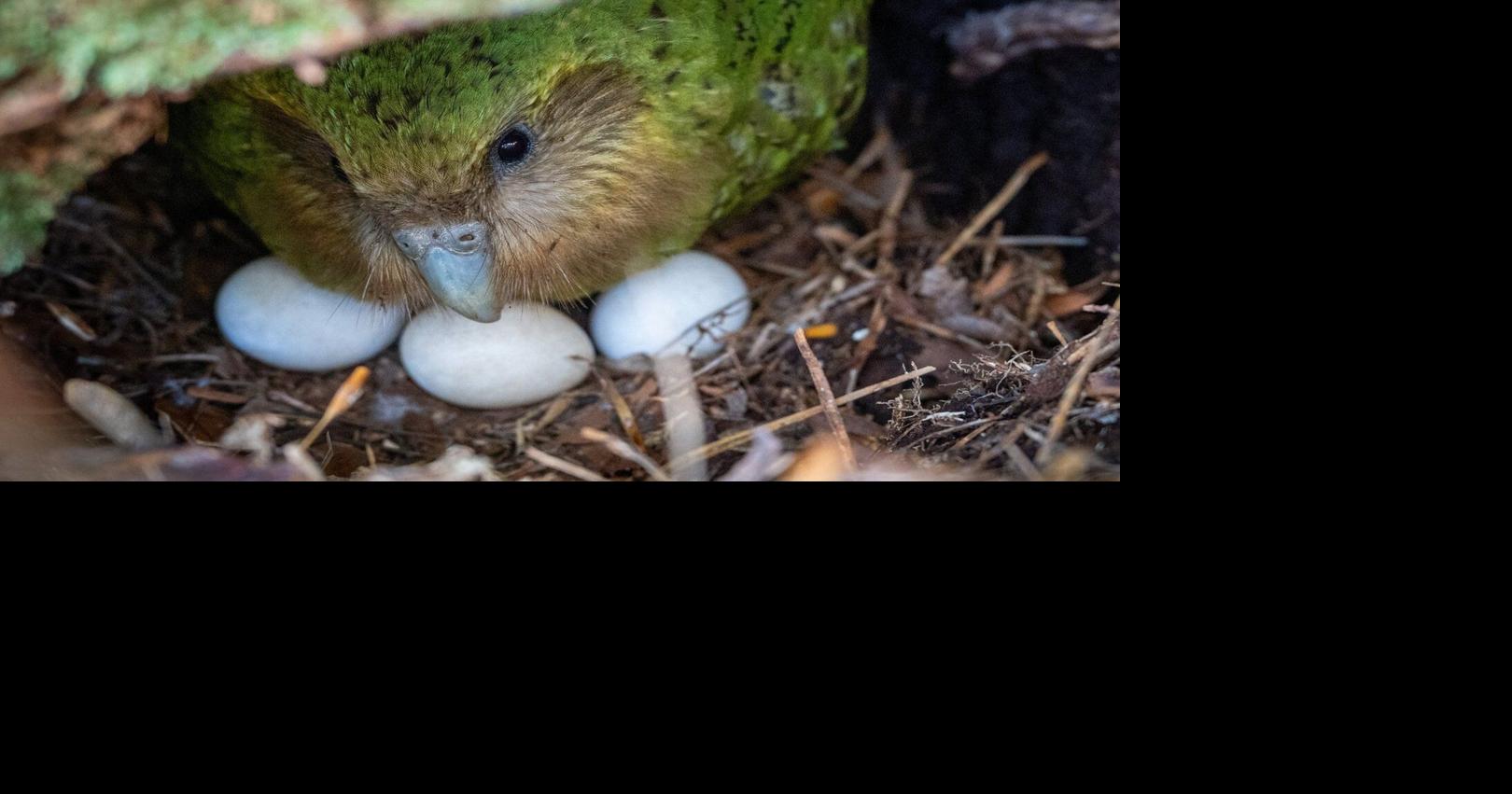 A bumper berry harvest has New Zealand's weird flightless parrot in a ...