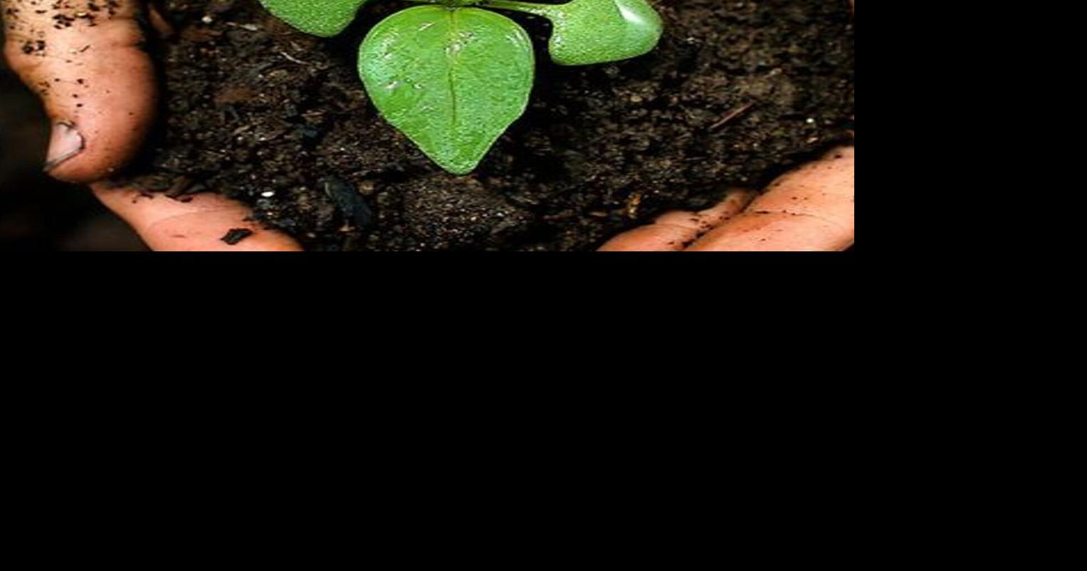 Here's when you can get free compost in Waterdown