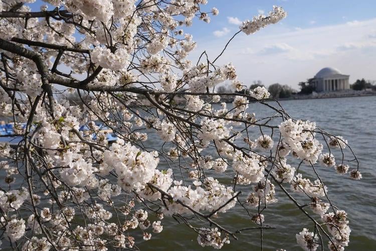 Cherry blossom trees set to bloom across Hamilton, Burlington and