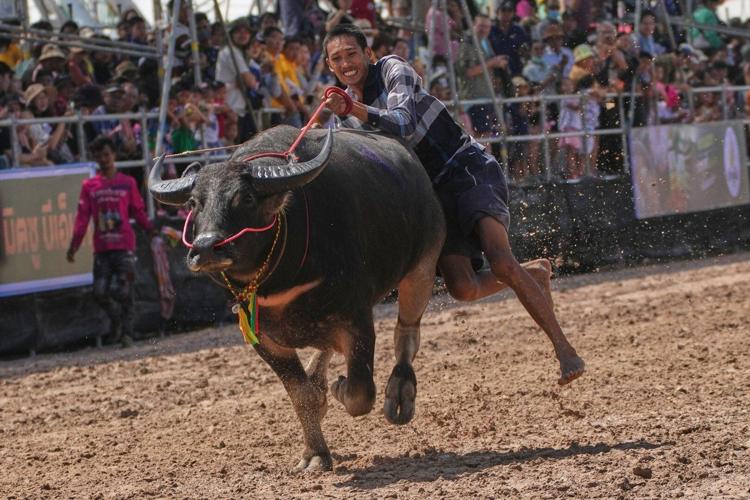 A beauty pageant for buffaloes in Thailand raises status of the humble ...