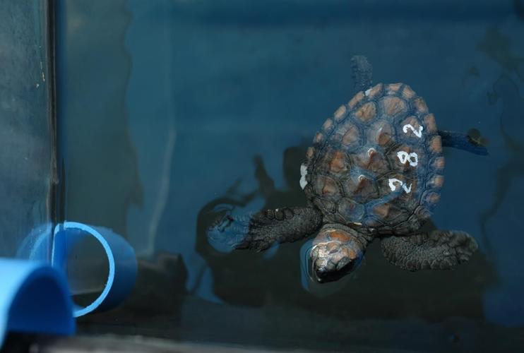 Over 500 baby sea turtles washed ashore in a big storm off South Africa. Here's the rescue effort